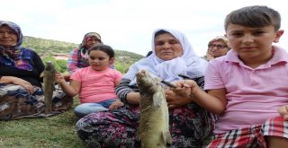 Domaniçteki Balık Ölümlerine Vatandaşlardan Tepki