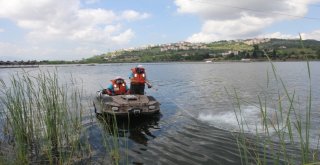 Kocaelide Asya Kaplan Sivrisineği Alarmı