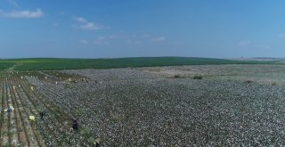 Çukurovada Pamuk Hasadı Başladı