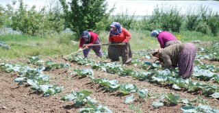 Tokatta Sıcak Hava Asfaltı Eritti