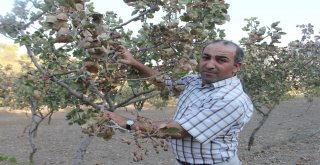 Siirt Fıstığı Bahçede Yandı, Fiyatların Yükselmesi Endişesi Var