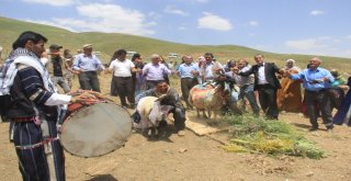 Ak Koyun İle Kara Koça Davul Zurnalı Düğün