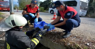 Boğulmak Üzere Olan Yavru Köpekleri İtfaiye Kurtardı