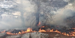 Orman Yangını Söndürüldü