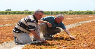 Manisanın Kara Altını Değerini Buldu