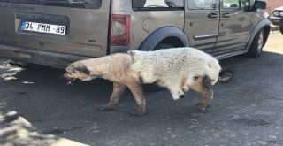 Sıcakta Köpeğe Kuzu Postu Giydirdiler