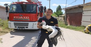 Çankırıda Tellere Takılan Leylek Kurtarıldı