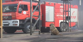 İşçilerin Sahiplendiği Köpek, Atık Fabrikasında Çıkan Yangında Tahliye Görevlisi Gibi Çalıştı