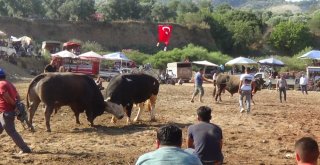 Aydında Boğa Güreşleri Sezonu Başladı