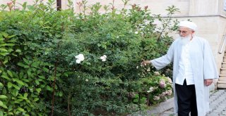 Cemaat Namazdayken Cami Avlusundaki Çam Ağaçlarını Kesip Çaldılar