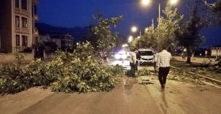 Erzincanda Seyir Halindeki Aracın Üzerine Ağaç Devrildi