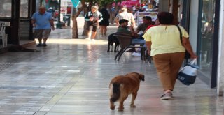 Antalyada 80 Yaşındaki Yaşlı Adam Sokak Köpeğinin Saldırısına Uğradı