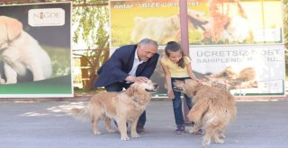 Niğdede Sokak Hayvanlarına Çipli Takip