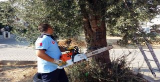 Ağaçta Mahsur Kalan Kediyi İtfaiye Kurtardı