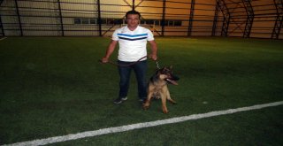 Kurt Köpeğinin Futbol Tutkusu