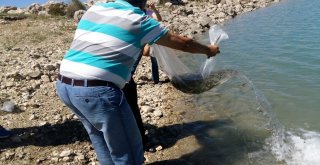 Korkuteli Göletlerine 30 Bin Adet Sazan Yavrusu Bırakıldı