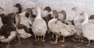 Karsta Kaz Ölümleri Yeniden Başladı