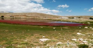 Alanyada Kırmızıya Dönen Göl Şaşırttı