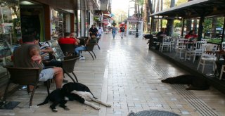 Antalyada 80 Yaşındaki Yaşlı Adam Sokak Köpeğinin Saldırısına Uğradı