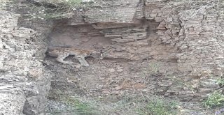 Koruma Altındaki Vaşak, Bu Kez Bingölde Görüntülendi