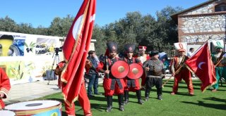 Ayvalıkta Zeytin Hasadı Coşkusu