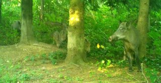 Ordunun ‘Yaban Hayatı Fotokapanda