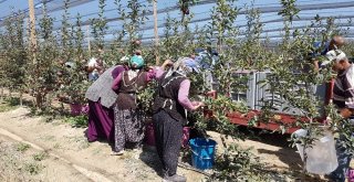 Niğdede Elma Hasadı Başladı