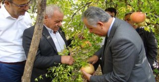 Tescilli Nar Hasadı Başladı