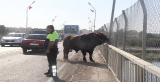 Sahibinin Elinden Kaçan Boğa Trafiği Birbirine Kattı