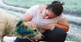 Antalyada Çoban Köpeği Tabanca İle Vuruldu