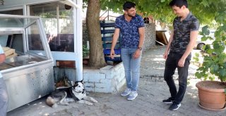 Minibüs Sürücüsü Köpeğin Üzerine Aracını Sürdü