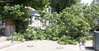 Dev Ağacın Dalı Kırıldı, Cadde Trafiğe Kapandı