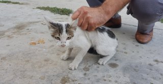 Havalandırma Boşluğuna Düşen Kediyi İtfaiye Kurtardı