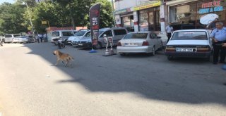 Birecikte Başıboş Köpekler Bayıltılarak Barınaklara Götürüldü