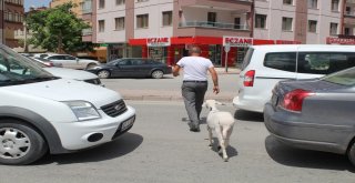 Annesi Ölen Kuzuyu Sahiplendi, Hiç Yanından Ayrılmıyor