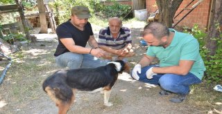 Yaban Hayvanlarının Yaraladığı Av Köpeğine Şefkat Eli Uzandı