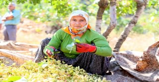 Mersinde Antepfıstığı Hasadı Yüzleri Güldürüyor