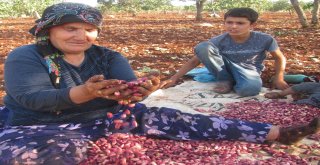 Yüksek Rekolte Arabanlı Fıstık Üreticilerinin Yüzünü Güldürdü