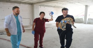 Sıkışan Yavru Köpek İçin Duvarı Deldiler