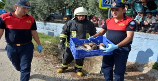 Boğulmak Üzere Olan Yavru Köpekleri İtfaiye Kurtardı