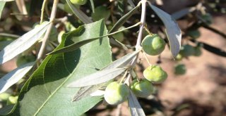 Zeytin Sineği Zararlısına İncir Ağaçlı Koruma