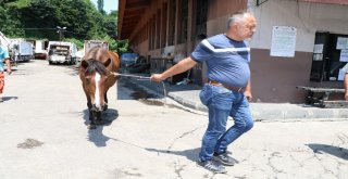 Ölüme Terk Edilen Atı Hayata Bağladılar