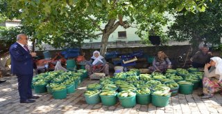 İznikte Üretilen Kabaklar Yurt Dışına İhraç Ediliyor