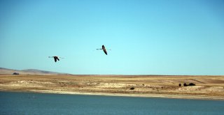 Flamingolar Beslenmek İçin Yozgattaki Gelingüllü Barajına Geldi