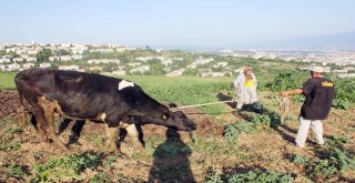 Sahibinden Kaçan Kurbanlık İnek Gübre Yığınına Saplandı