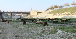 Suyu Çekilen Asi Nehri Küçükbaş Hayvanların Mekanı Oldu