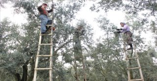 Dünyanın En Kaliteli Sofralık Zeytinlerinin Hasadı Başladı