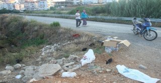 Manavgatta Hasta Tavşanları Yol Kenarında Ölüme Terk Ettiler