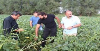 Iğdırda Soya Toprakla Buluştu