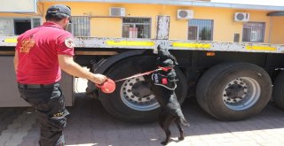 Zeta, Uyuşturucu Tacirlerine Korku Salıyor